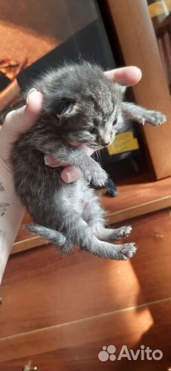 Домашние животные