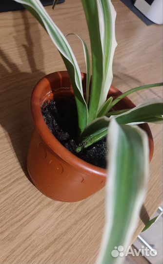 Хлорофитум (Variegatum)