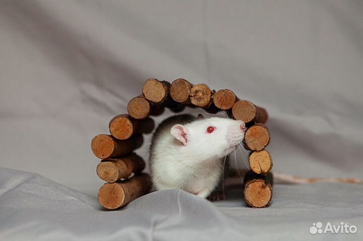 Крысы-мальчики из вивария ищут дом