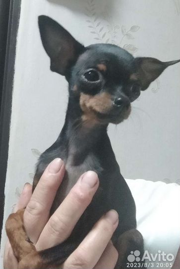 Мини тойчики