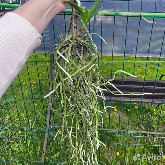 Орхидея Ванда