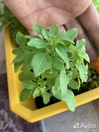 Базилик ароматный кустик