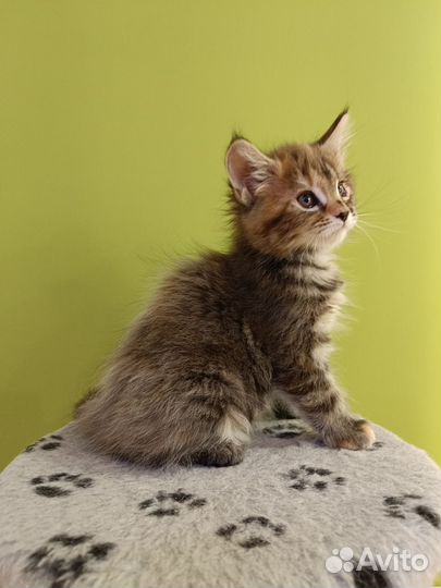 Котята мейн-кун