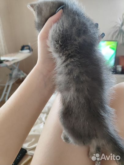 Британская кошка бесплатно