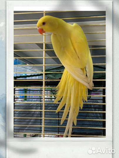 Ожереловый попугай выкормыш