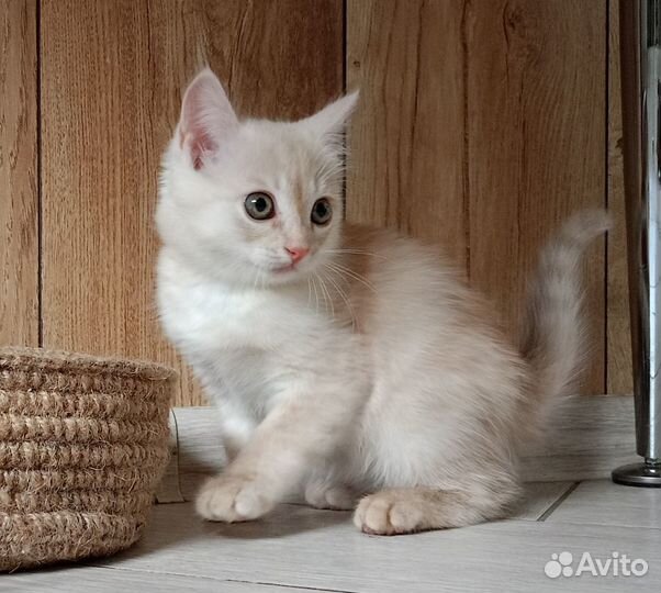 Кремовый котенок мальчик
