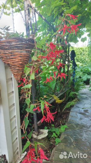 Бегония Боливийская(ампельная)