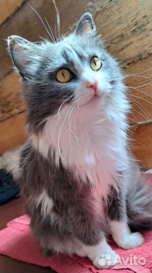 Кошка