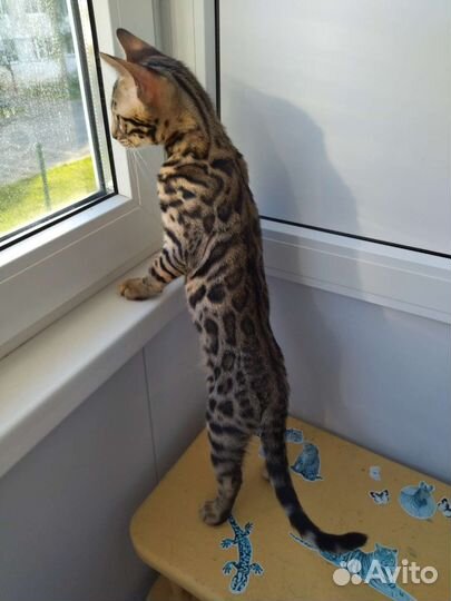 Котята с документами