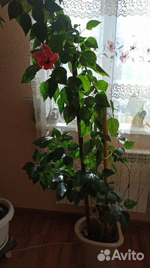 Гибискус китайский