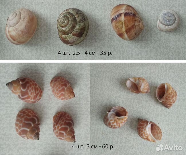 Морские раковинв