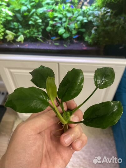 Аквариумные растения