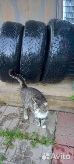 Nokian Tyres Hakkapeliitta R2 195/65 R15