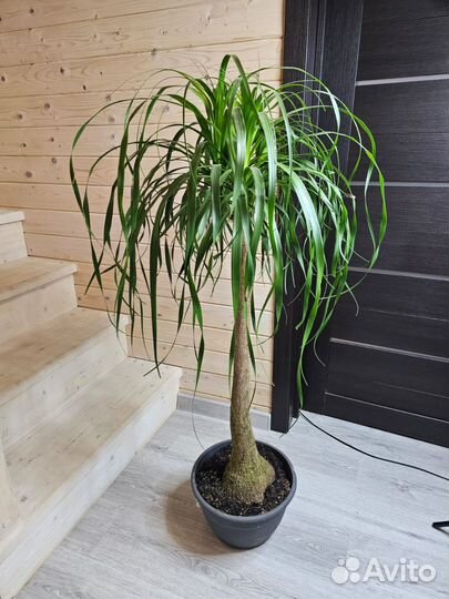 Нолина штамбовая красивая