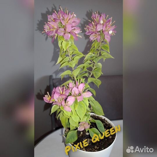 Бугенвиллия