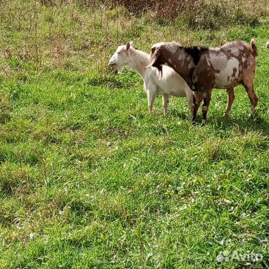 Нубийские козы