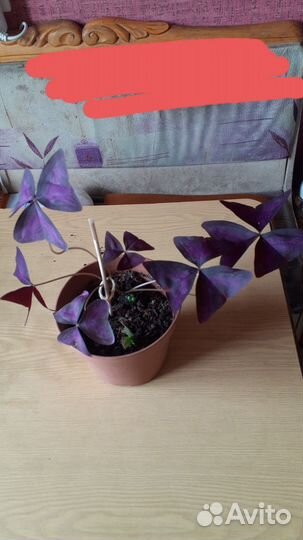 Комнатные цветы, оксалис