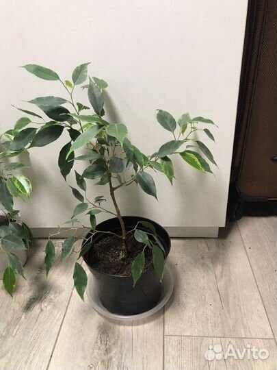 Фикусы бенжамина