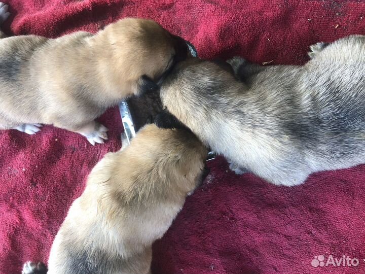 Щенок в добрые руки