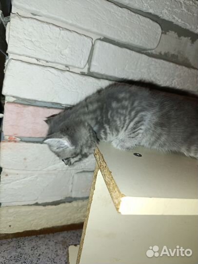 Британские котята