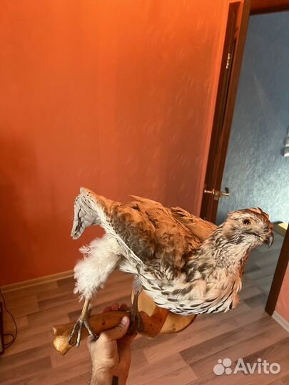 Чучело птицы