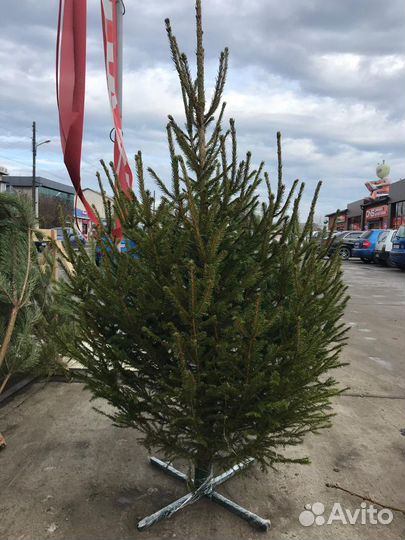 Ель сосна продажа