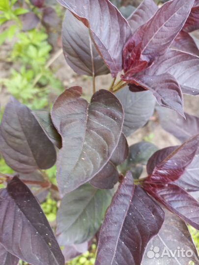 Садовая фиалка