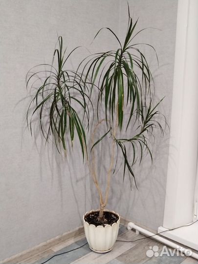 Пальма драцена