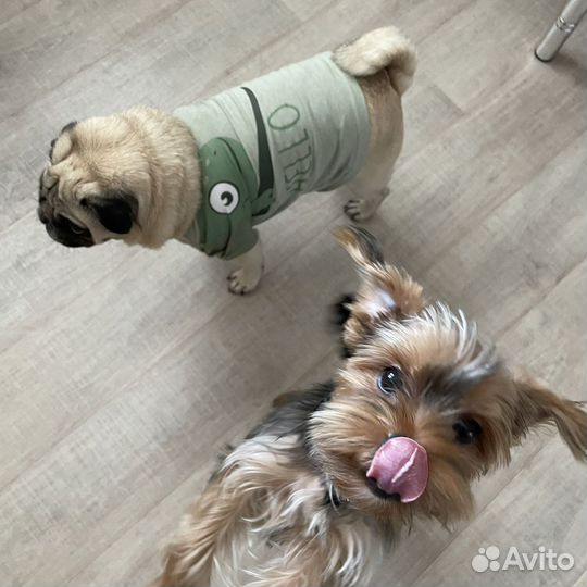 Кинологическая передержка