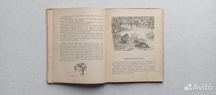 В беловежской пуще.1949 (г.скребицкий)