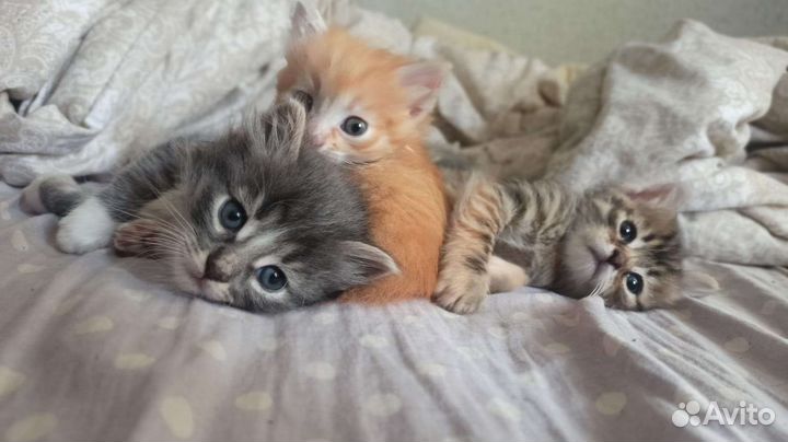Котики в добрые руки