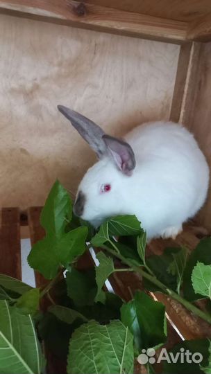 Калифорнийские кролики