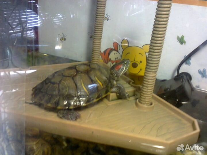 Остров для черепах