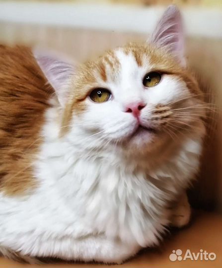 Мартин рыжее солнышко, ищет дом