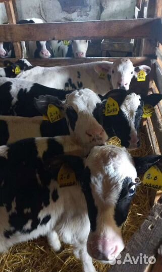 Телята бычки