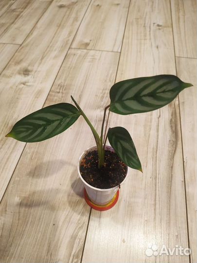 Калатея Ктенанта 2 вида