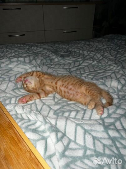 Рыжий котенок в добрые руки