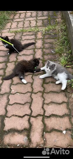 Милые котятки ищют дом.(им 2-3мес.)