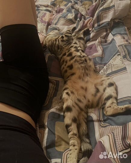 Бенгальская кошка