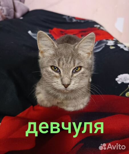 Отдам котят в добрые руки