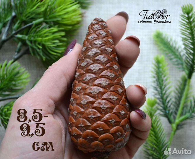 Большие закрытые шишки крымской сосны