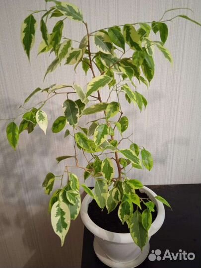 Фикус бенджамина