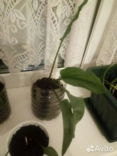 Дримиопсис пятнистый