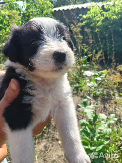 Щеночки ищут верных друзей