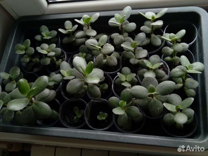 Толстянка / крассула / денежное дерево