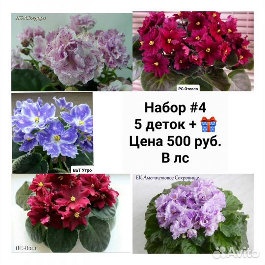 Детки сортовых фиалок