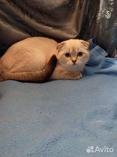 Шотландская