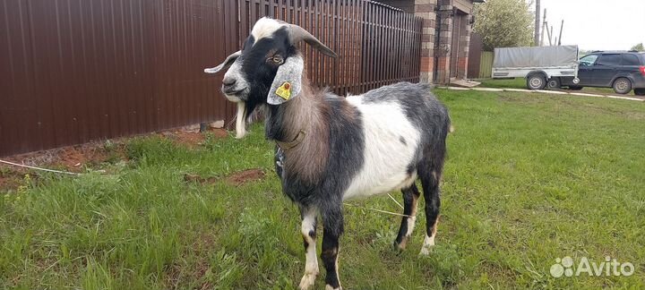 Англо нубийский козел
