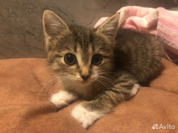 Маленький котенок в добрые руки