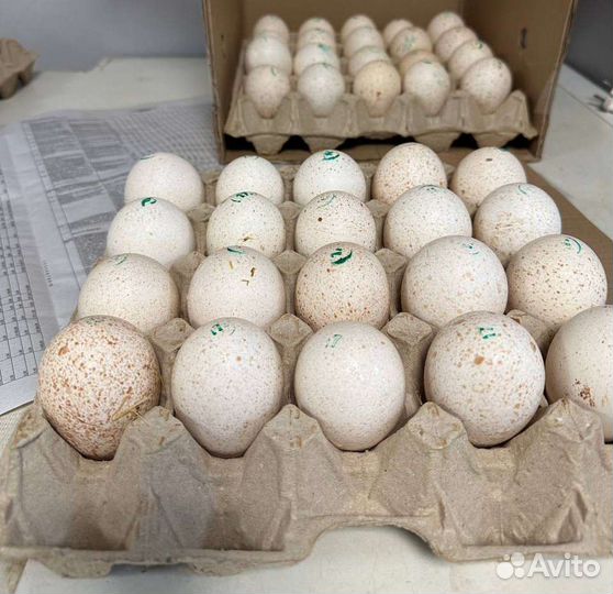 Индюшата суточные